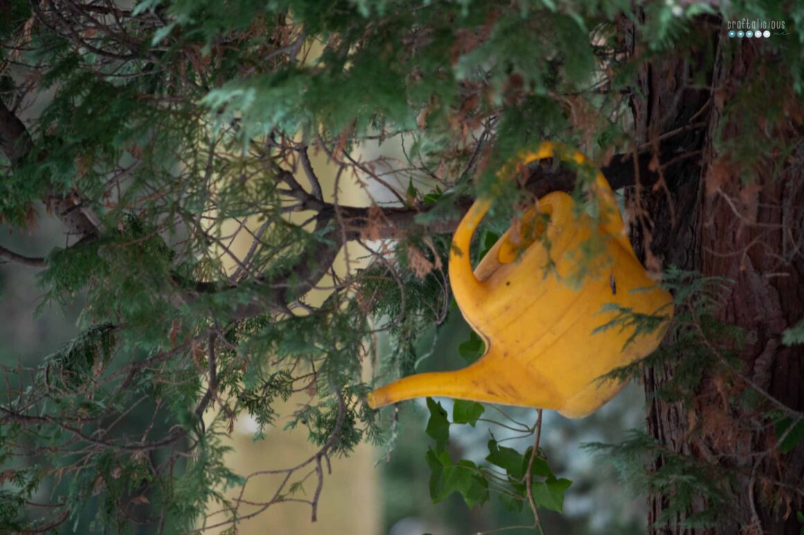 yellow watering can hanging in a evergreen tree