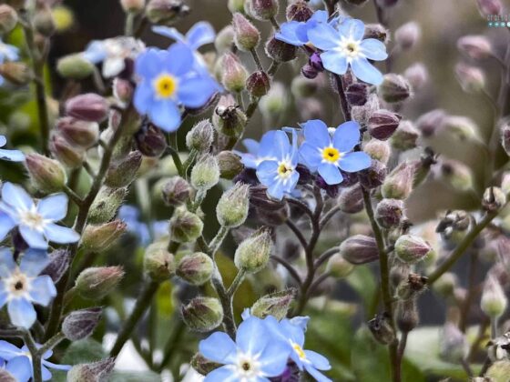 blue forget-me-nots in bloom