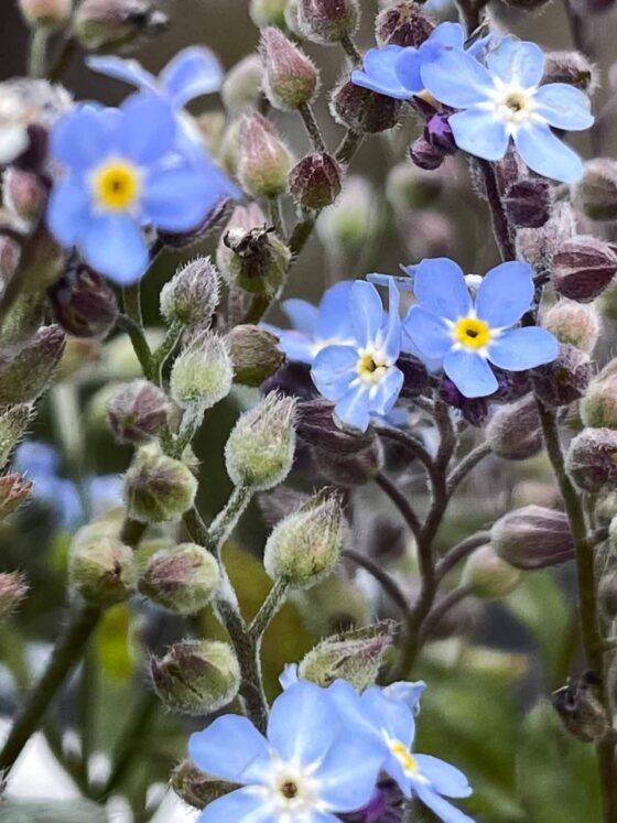 blue forget-me-nots in bloom