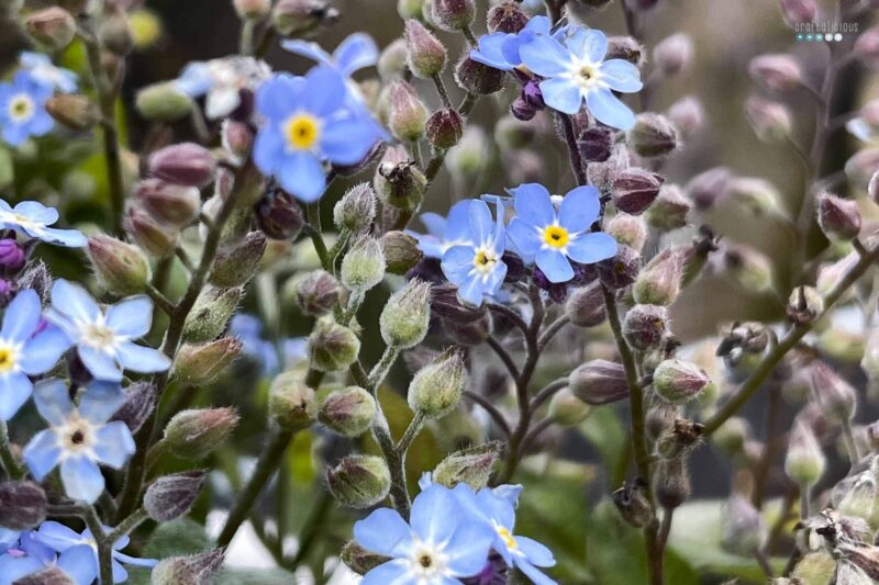 blue forget-me-nots in bloom