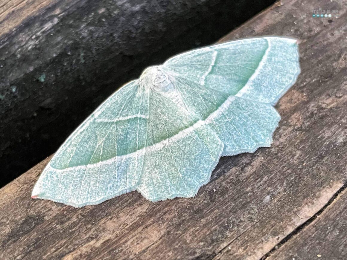 Light Emerald moth on a wooden underground 