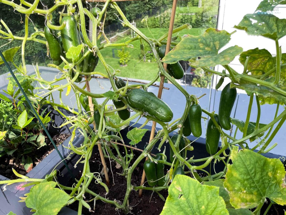 virtual coffee date cucumbers