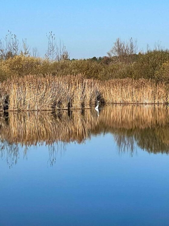 mirrored pond with white heron