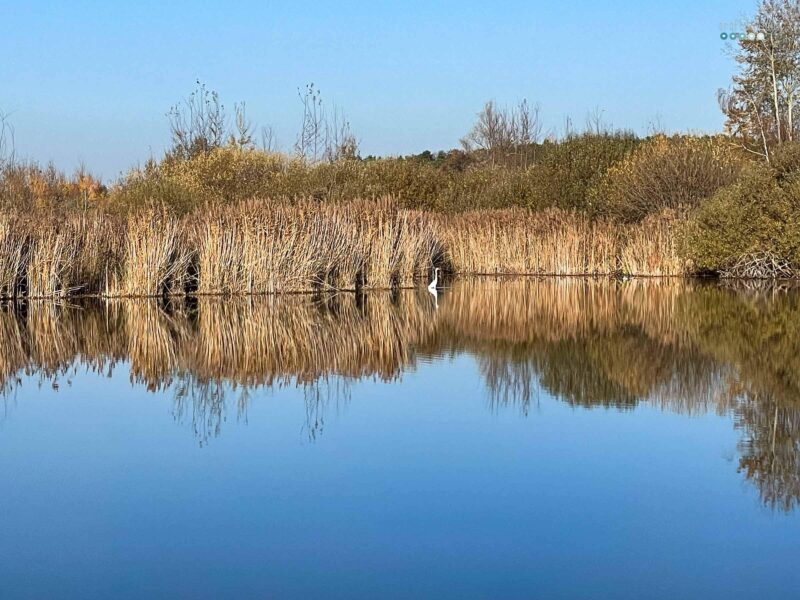 mirrored pond with white heron