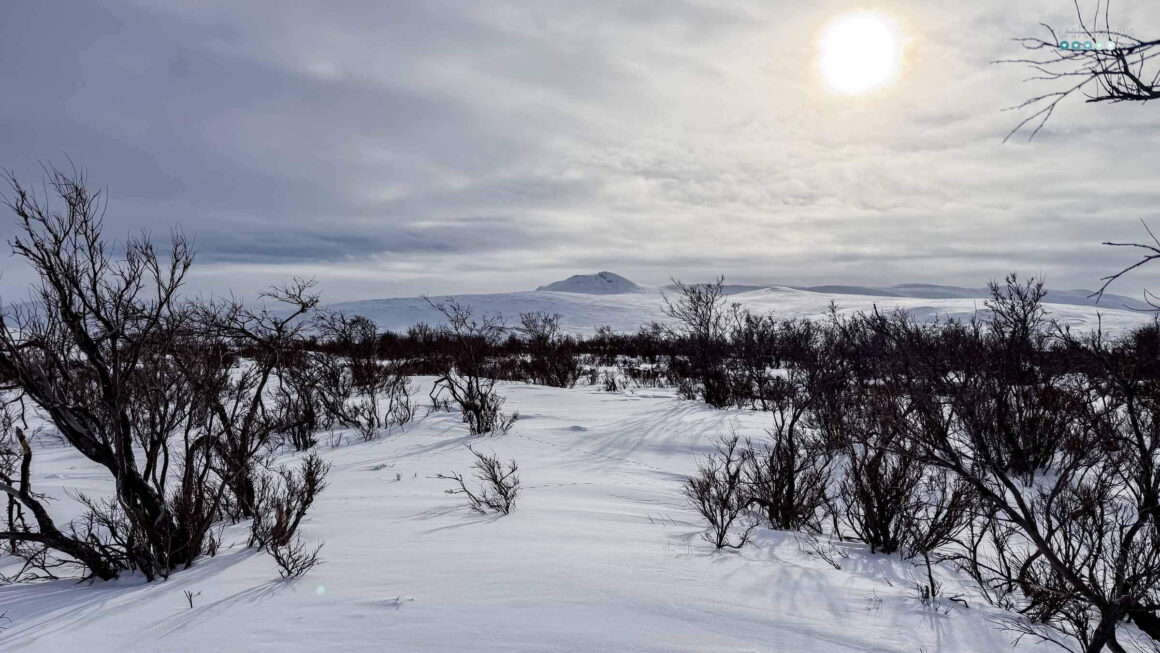 MyArcticAdventure favorite spot with tundra trees