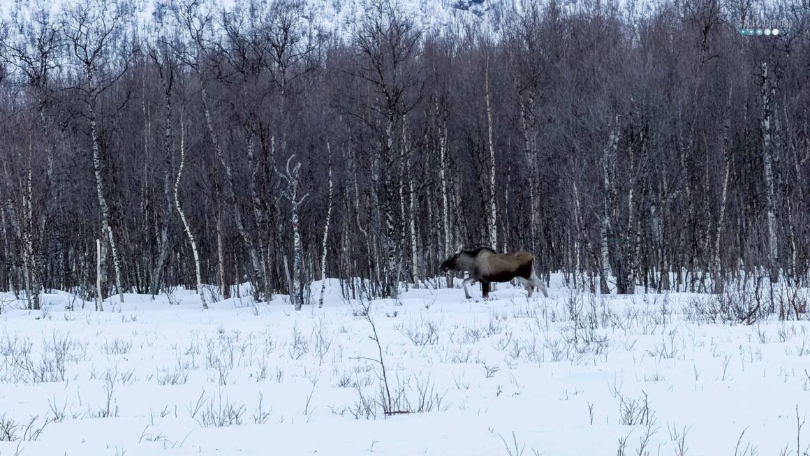 MyArcticAdventure_moose