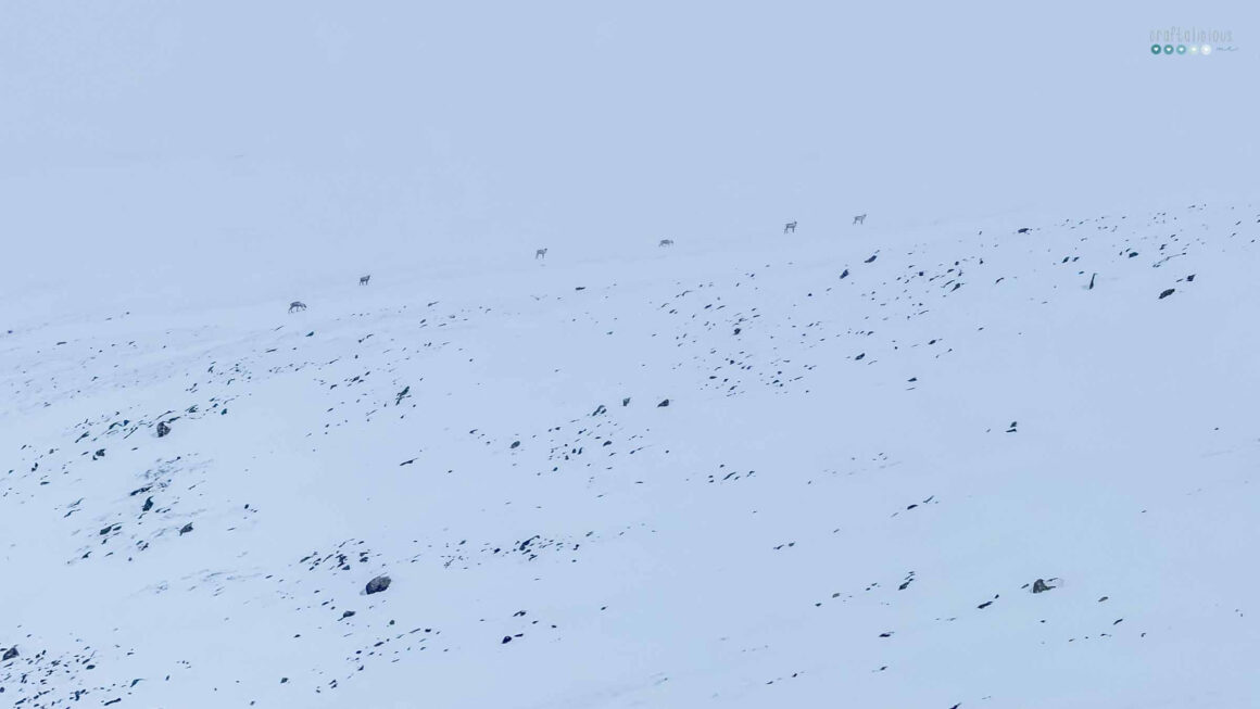 My Arctic Adventure reindeer herd on the ridge