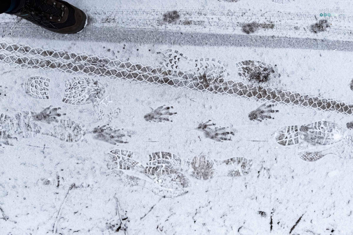 curious February prints in snow