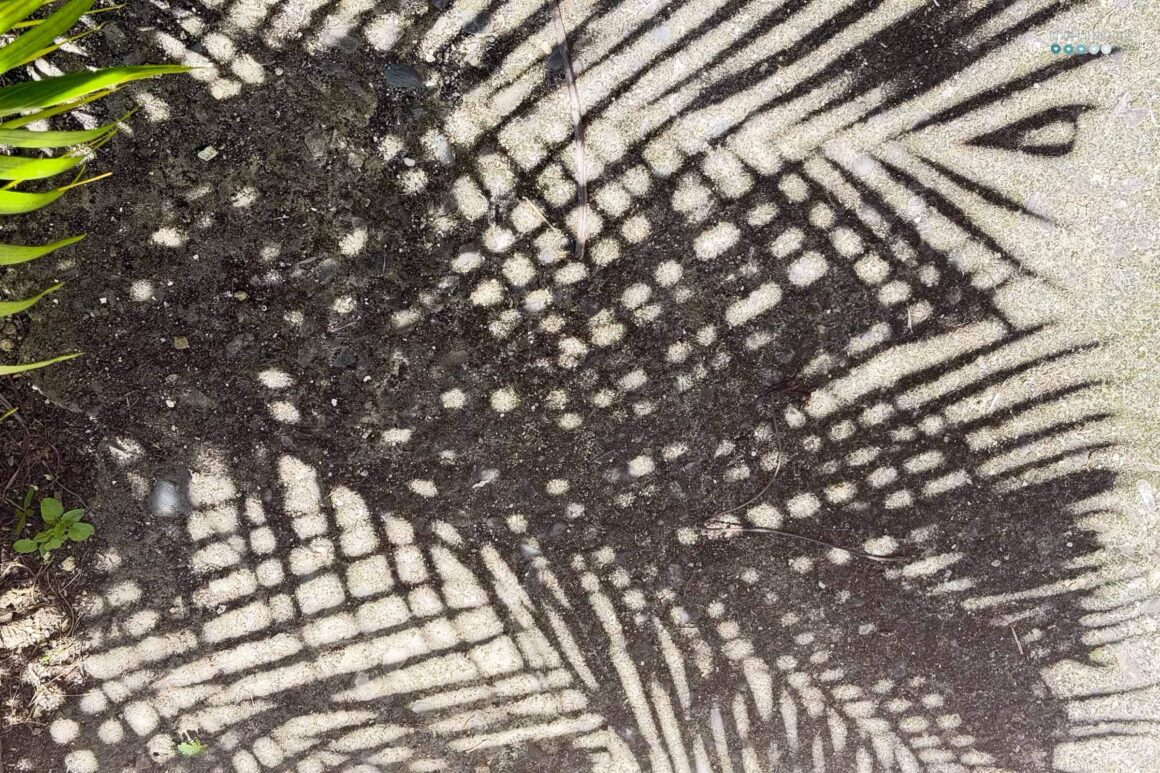 curious april palm tree shadow