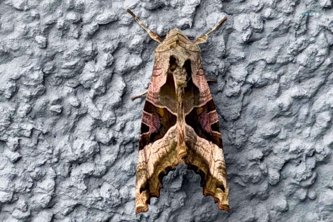 moth on gray background for curious may