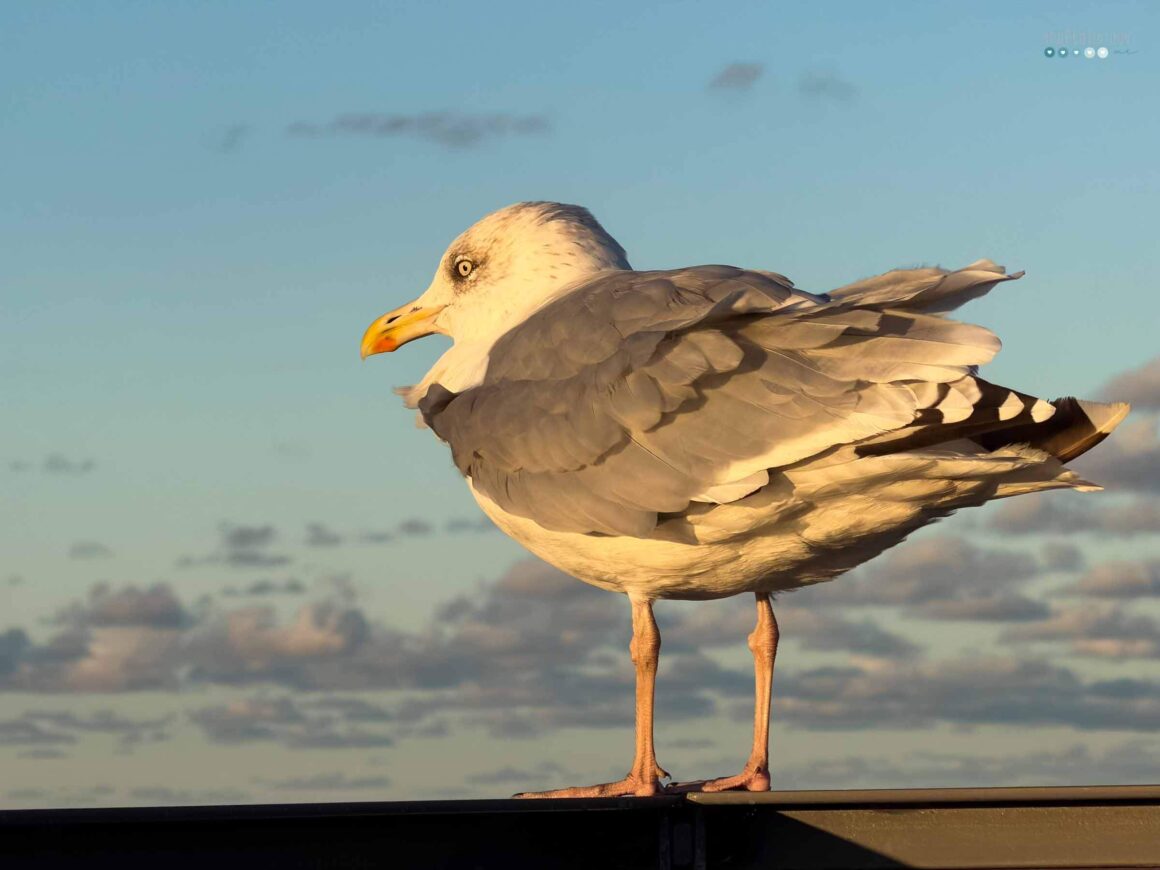 Baltic Sea Seagull