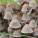 mushroom love in fall